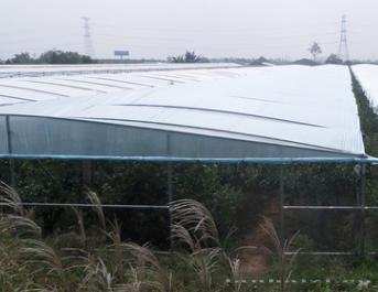 [产品卖点] 农用大棚膜 塑料薄膜 温室大棚塑料布 产品类别:保温膜