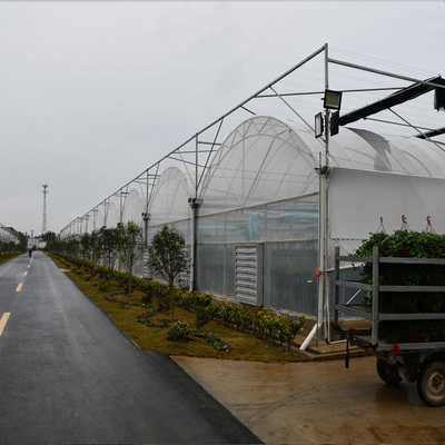 蔬菜种植大棚 连动薄膜大棚 塑料薄膜温室大棚厂家