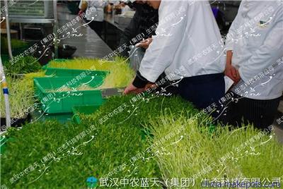 武汉芽苗菜市场前景看好自产自销芽菜好赚钱-农村创业项目